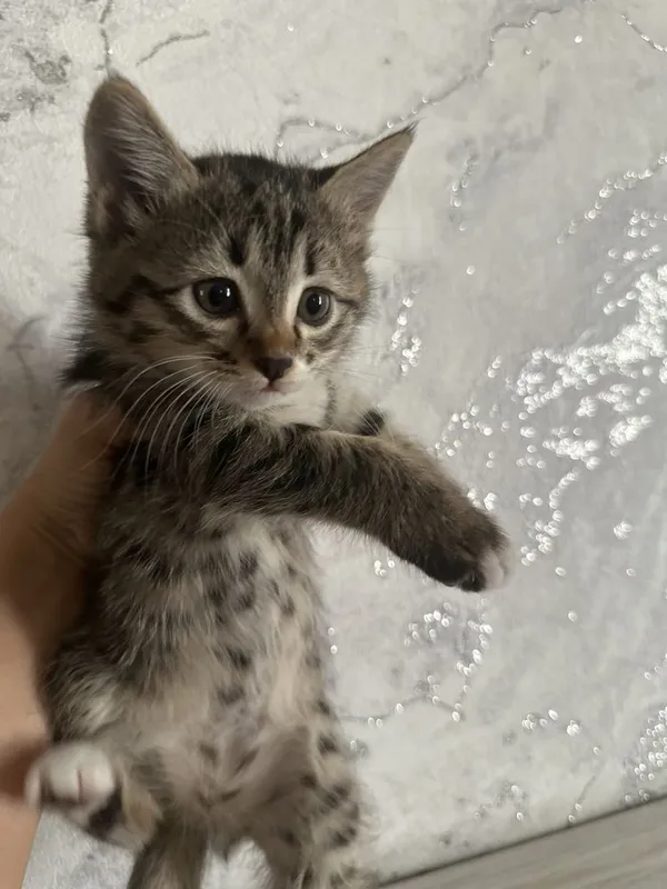 Котята на добрых руках — фото 1