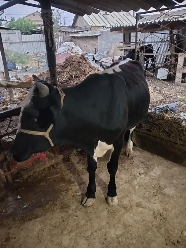 2 ta buqa sotiladi yoshiga tulgan 1