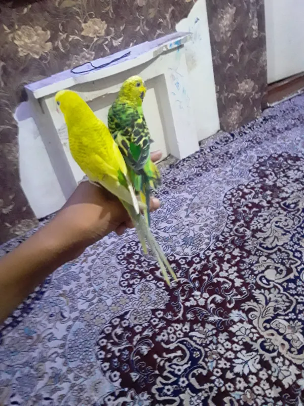qulga urgangan qushlar parasi bilan