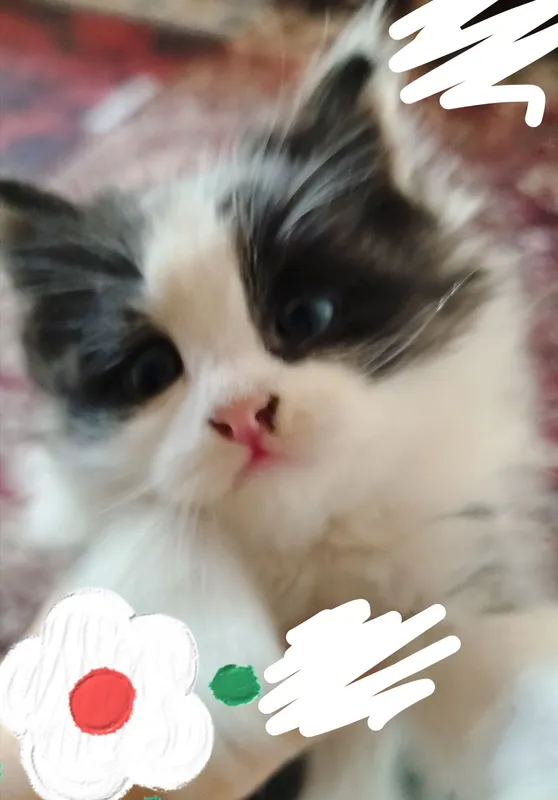 Mushukcha
