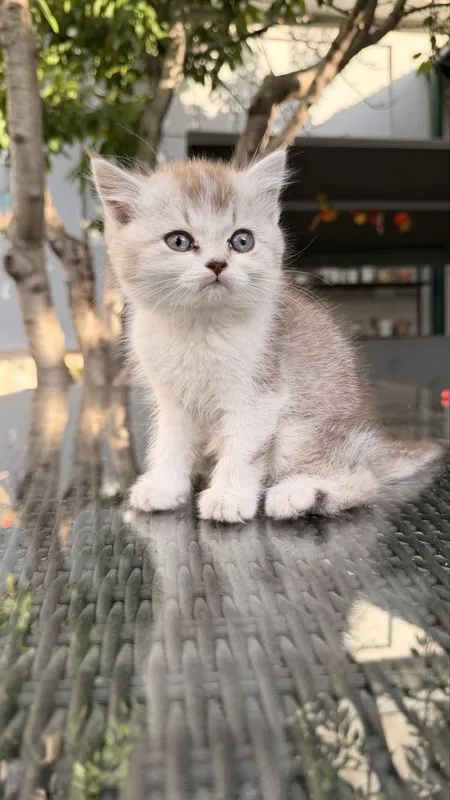 Котята от британской и шотландской вислоухой — фото 5