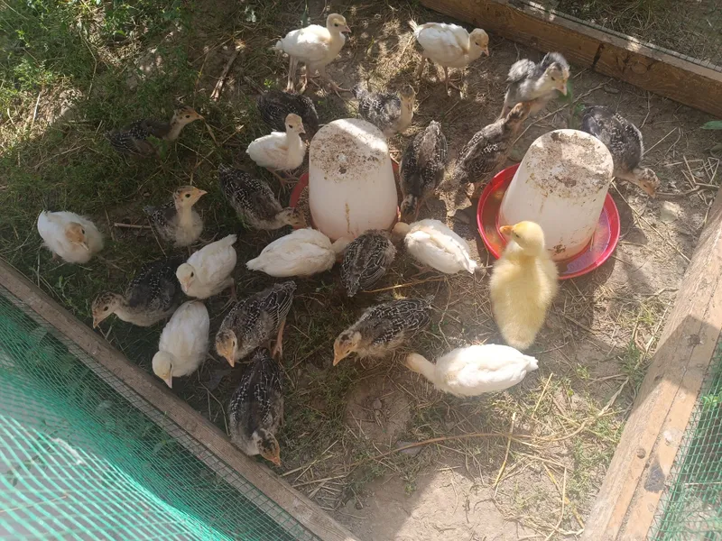Kurka jujalari Идюшата