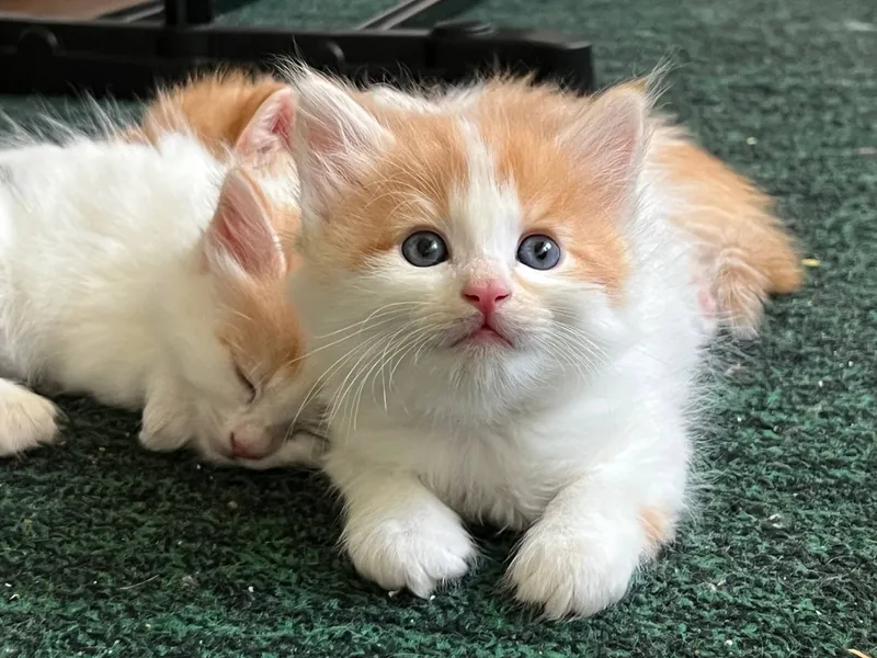отдам котят в добрые руки 2 отдам котят в добрые руки 2