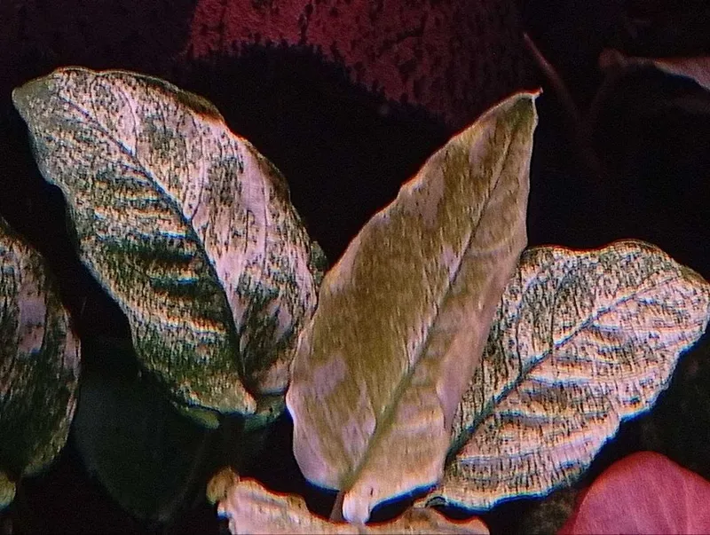 Аквариумное растение Анубиас Пинто (Anubias barteri var. nana Pinto) 2