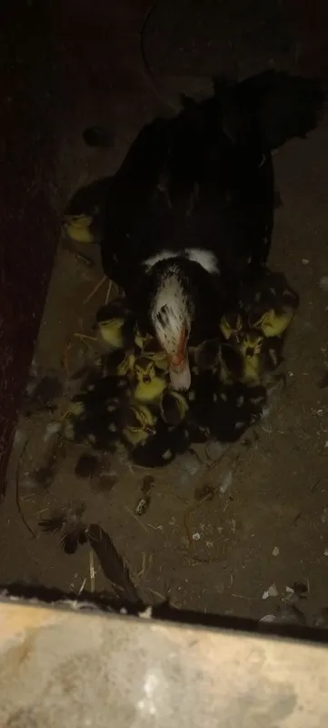 Indautka oilasi sotuvda 4 Indautka oilasi sotuvda 4