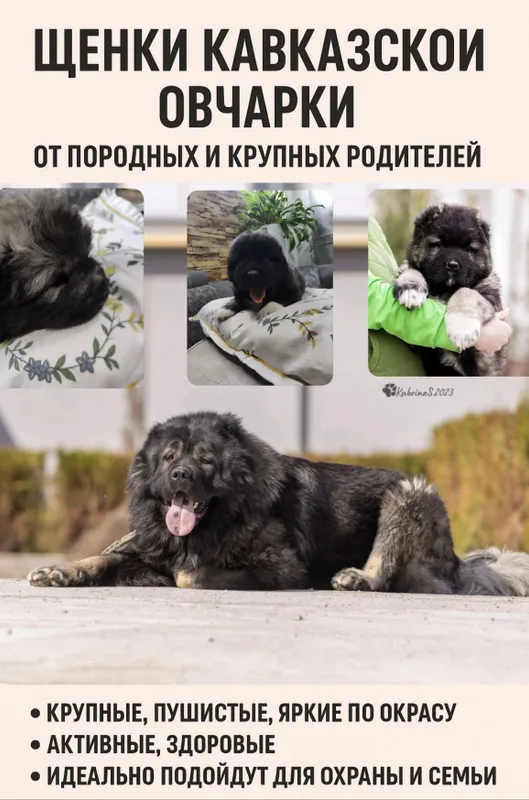Щенки кавказской овчарки