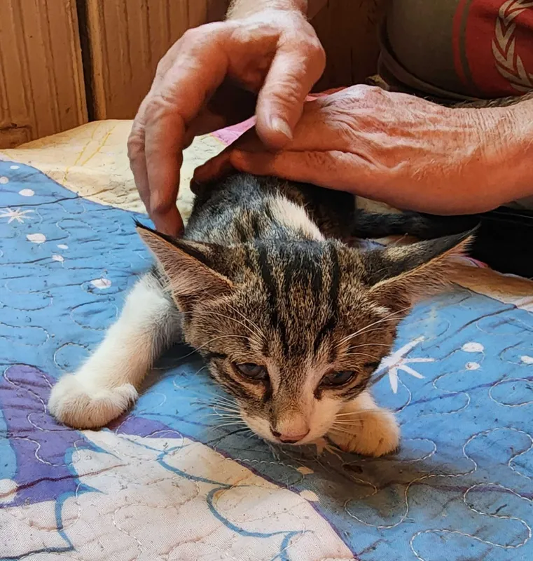 Домашние котята в добрые руки 3 Домашние котята в добрые руки 3