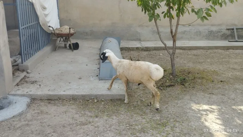 Qo'zi qo'chqor sotiladi 3 Qo'zi qo'chqor sotiladi 3