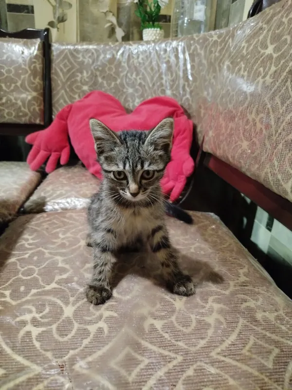 Отдам котенка в хорошие руки Отдам котенка в хорошие руки