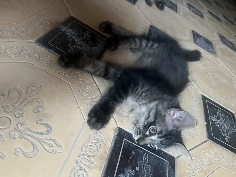 Котята в добрые руки, Ласковые и игривые котята ,Домашние котята 5 Котята в добрые руки, Ласковые и игривые котята ,Домашние котята 5
