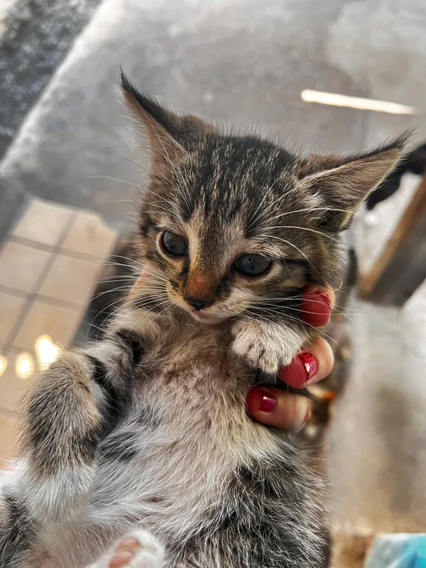 Котята — фото 3