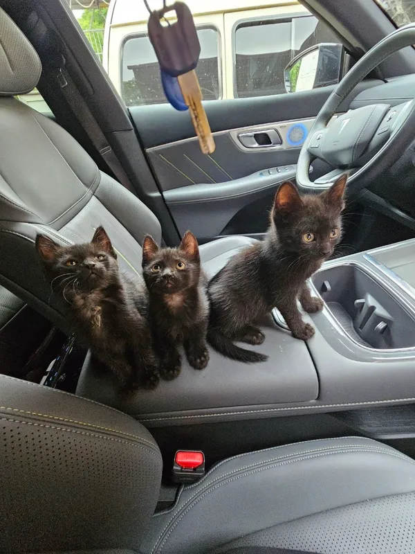 отладим в добрые руки котят 2