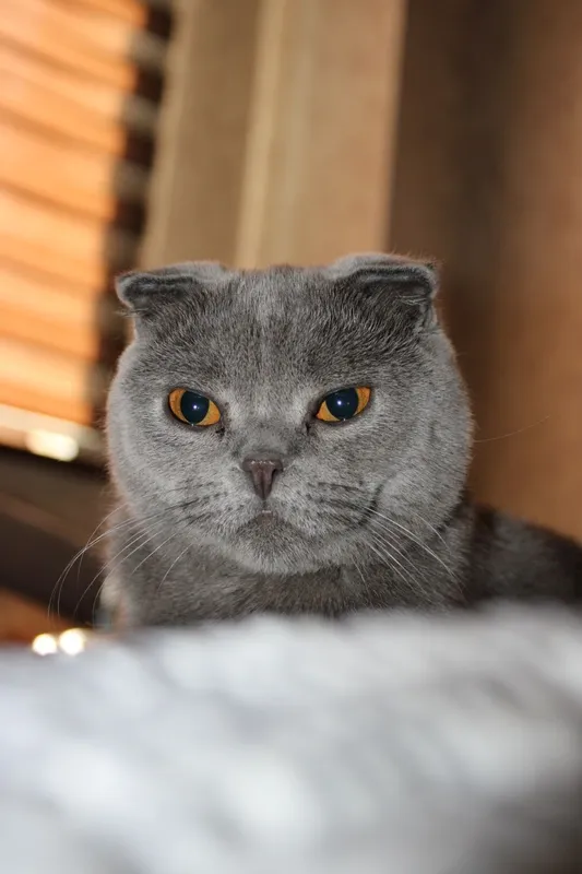 Scotish fold vyazkaga 2 Scotish fold vyazkaga 2