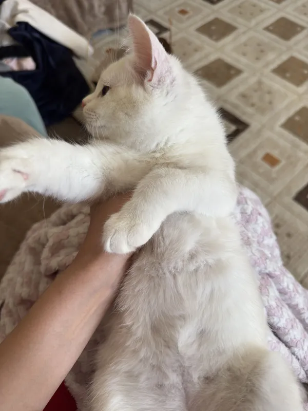 Милые котята в добрые руки Котятам 4 месяца, ласковые, игривые — фото 2