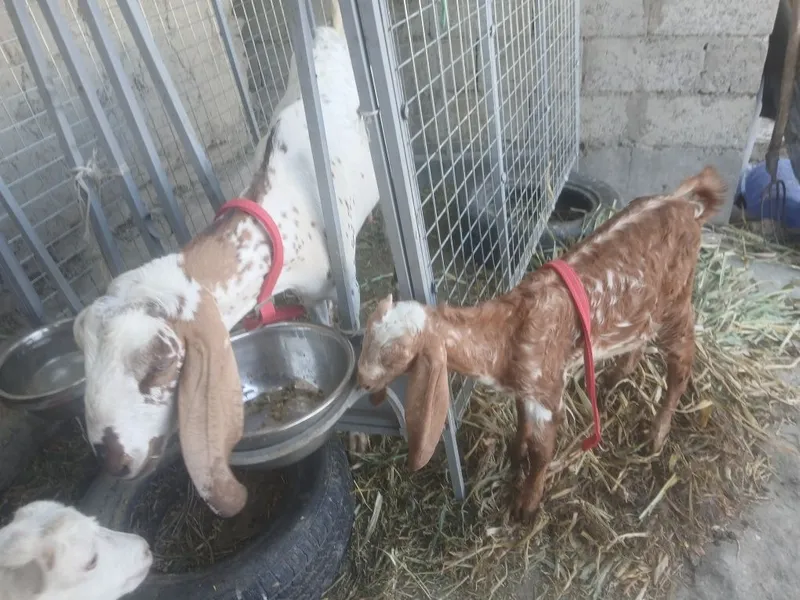 3 oylik takacha Sotiladi 1