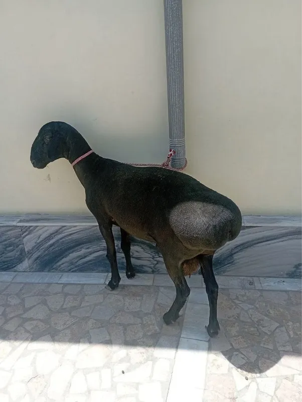 2 yoshar qo’chqor sotiladi 1 2 yoshar qo’chqor sotiladi 1