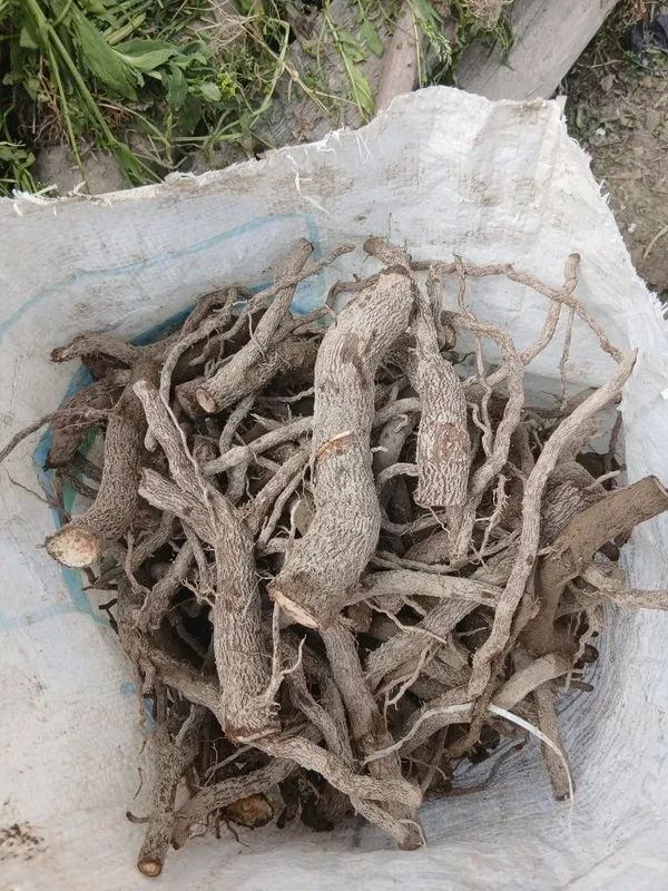 Павлония дарахти — фото 1