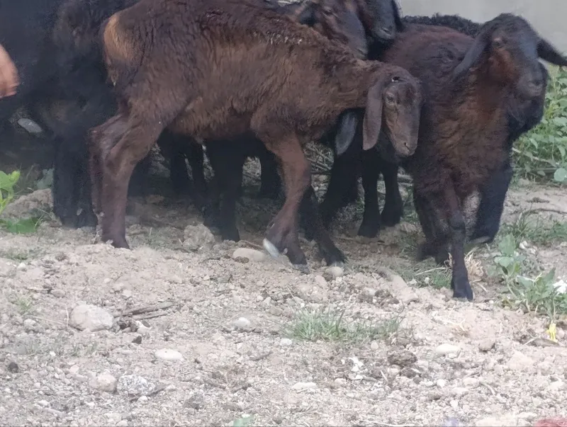 qochqor sotiladi... 2