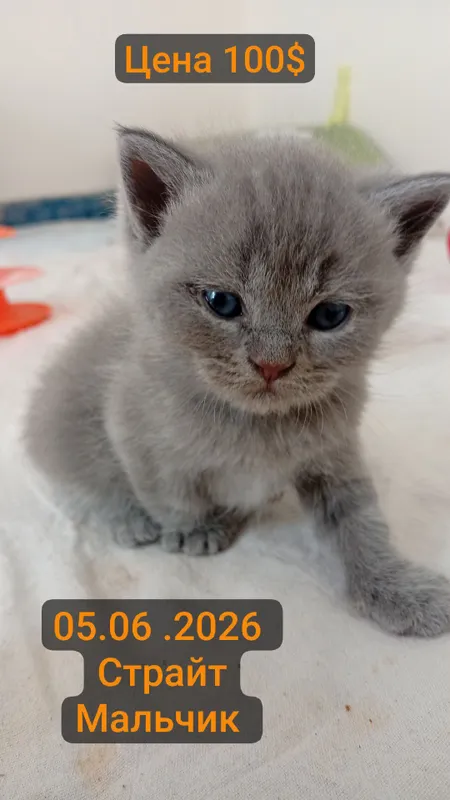 мушук зотли скоттиш страйт 100$