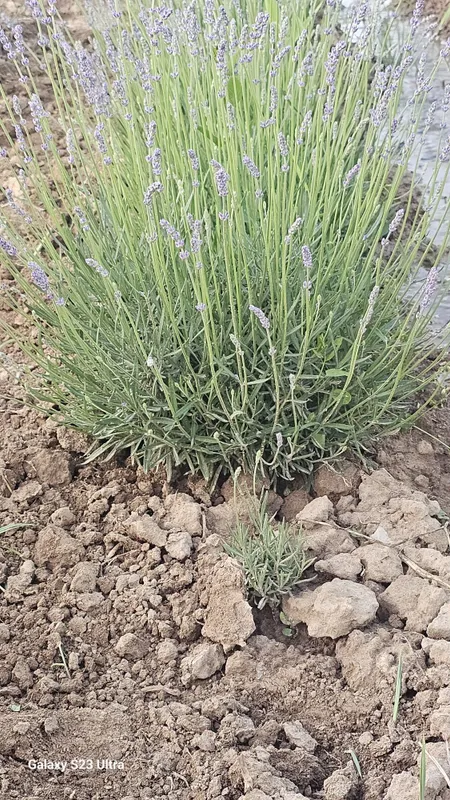 Lavanda fransuskiy sorti — фото 1