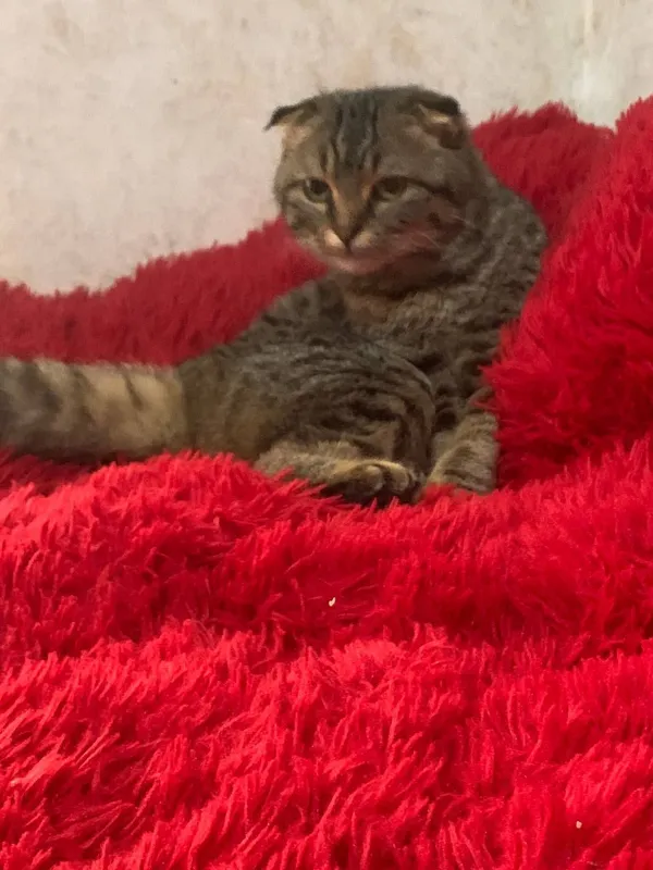 Shu mushuk sotiladi qiz bola zotdor narx 200 mng — фото 2