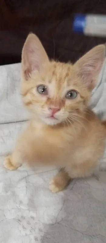 Бесплатно.котенок.рыжий.приучен к лотку 2 Бесплатно.котенок.рыжий.приучен к лотку 2