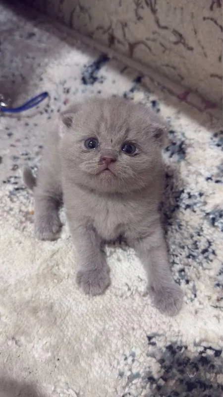 Кошки лиловые 1,5 месяца. 1
