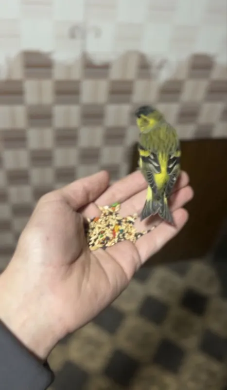 Chijik sotiladi yuvosh qush sayroqa kirgan zapisi bor tg dan yosela Chijik sotiladi yuvosh qush sayroqa kirgan zapisi bor tg dan yosela