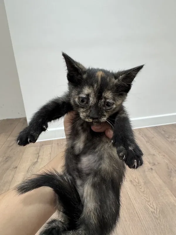 Кошка бесплатно Скоттиш фолд 3 Кошка бесплатно Скоттиш фолд 3