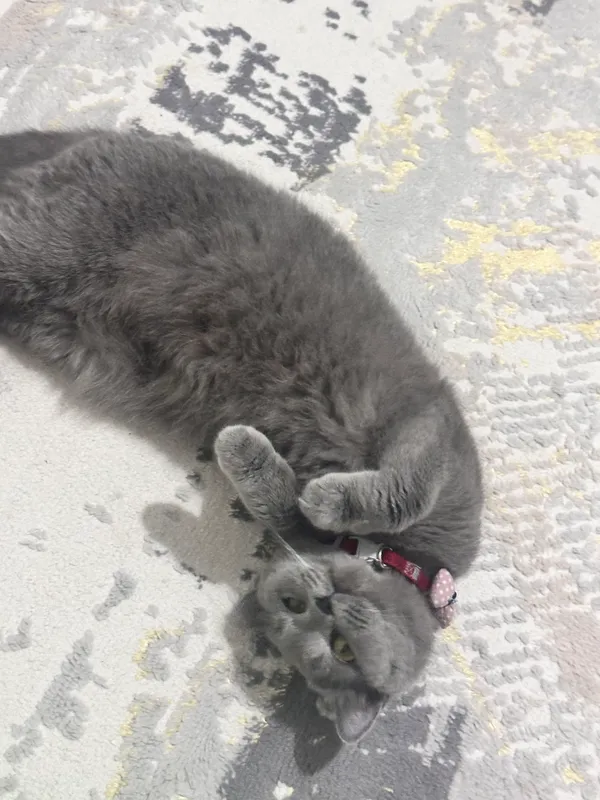 Mushuk british shorthair — фото 1