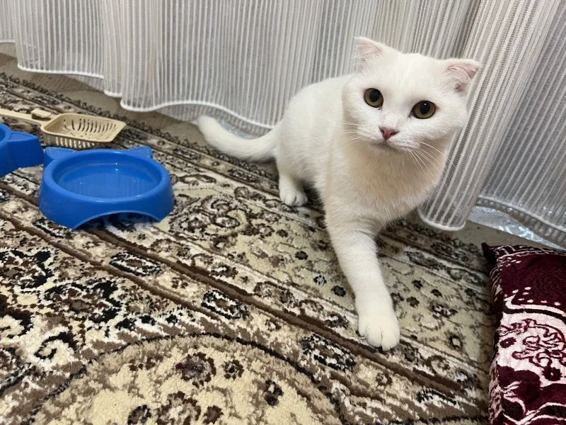 Sotiladi — Scottish Fold qizaloq! 5 Sotiladi — Scottish Fold qizaloq! 5