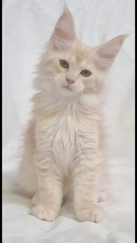 Продажа котят породы Мейн- кун — фото 3