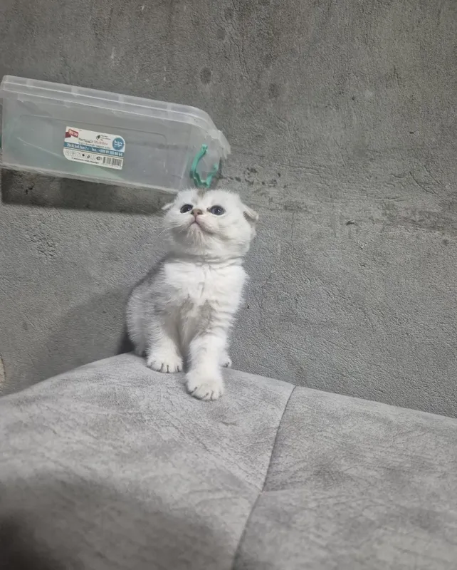 Серибриты шиншилы 4 Серибриты шиншилы 4