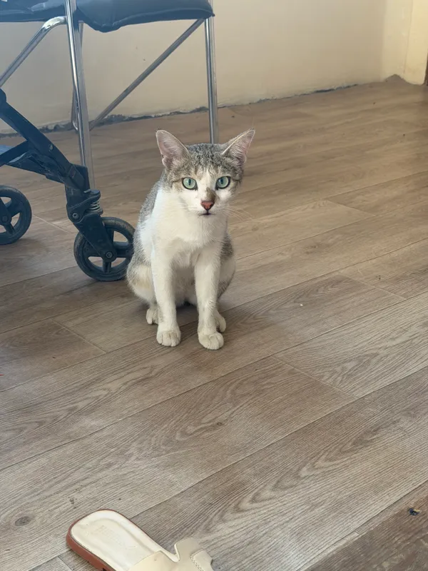 Кошка 2 Кошка 2