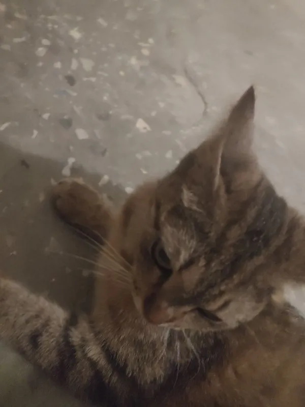 Пристраивается кошка и ее котята 4 Пристраивается кошка и ее котята 4