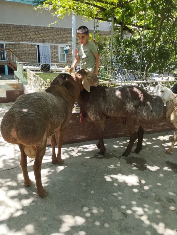 Quylar bor quloqlari butun sotiladi