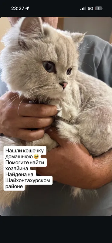 Нашли кошку ищем хозяев