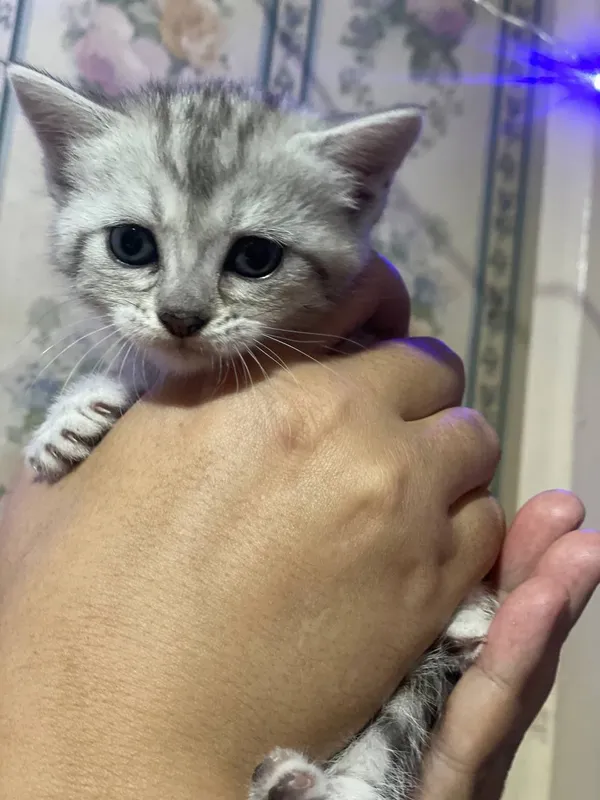 продается котята шиншилла 3 продается котята шиншилла 3