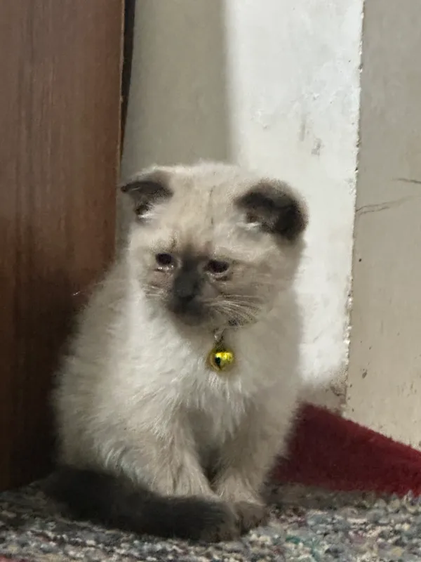 кошка 2
