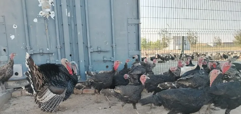 Kurkalar bor 30 ta chiqadi 6