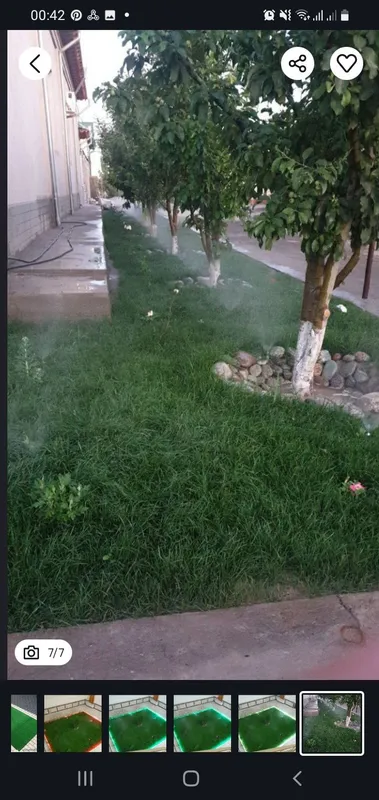 Ispaniya, Daniya gazon urug'lari ekib beriladi. — фото 3