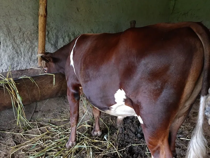 Qurbon hayitga buqa sotiladi — фото 1