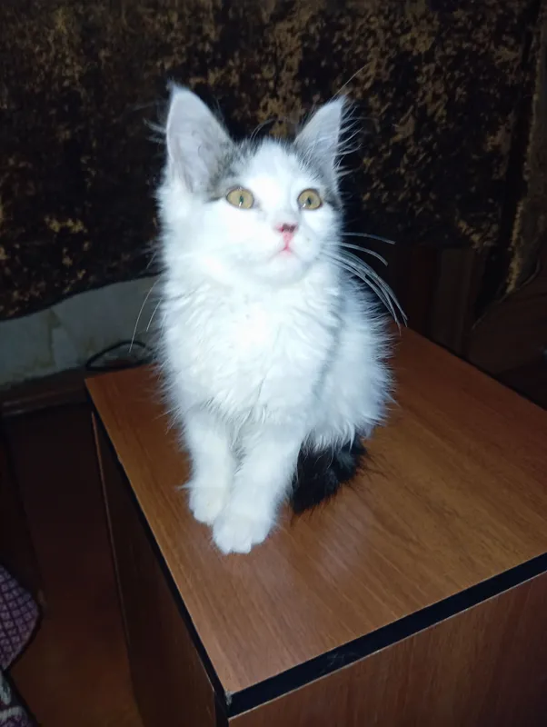 Отдам хороший руки котенка. — фото 1