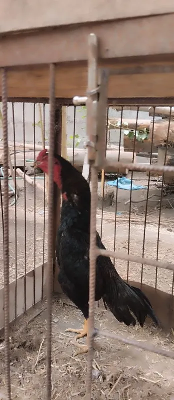 Ilyos tv zoti + manbo xoʻroz joʻjalari sotiladi 3 Ilyos tv zoti + manbo xoʻroz joʻjalari sotiladi 3