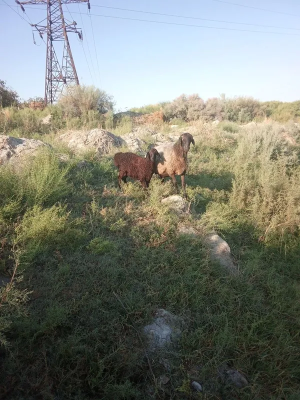 Ona bola qoy qo'zi sotiladi 4 Ona bola qoy qo'zi sotiladi 4