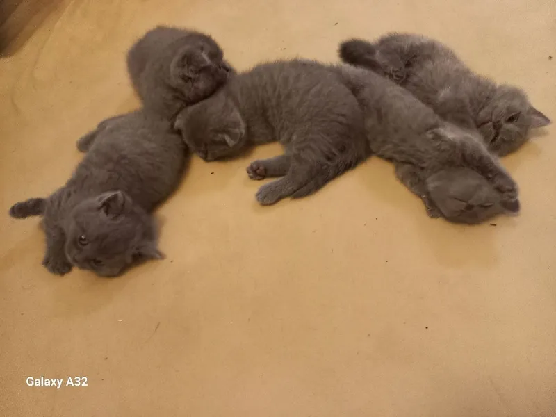 1,5 oylik mushuk bolalari sotiladigan narxi 700 000 so‘m yanakelishila