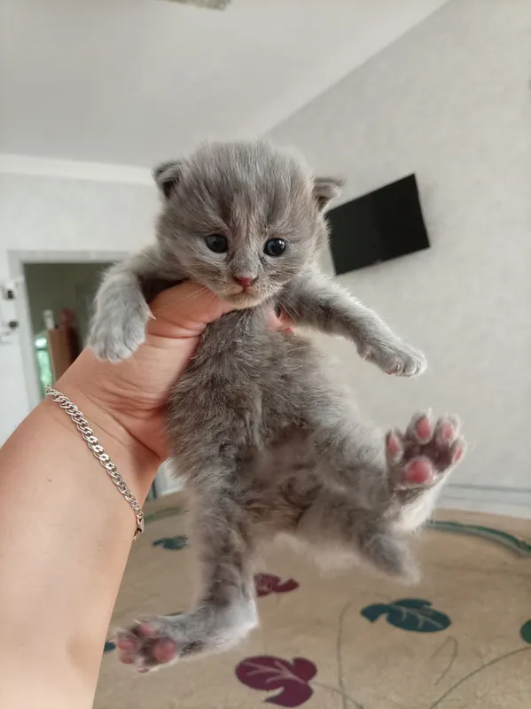 Котята Muwuk 3 Котята Muwuk 3