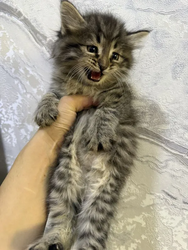 Котята пародии русско гоубой — фото 2