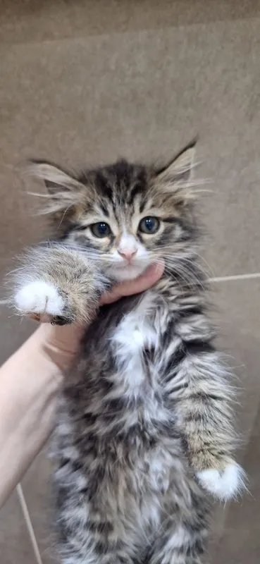 Котенок в ответственные и добрые руки 2 Котенок в ответственные и добрые руки 2