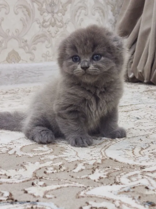 котята 1 котята 1
